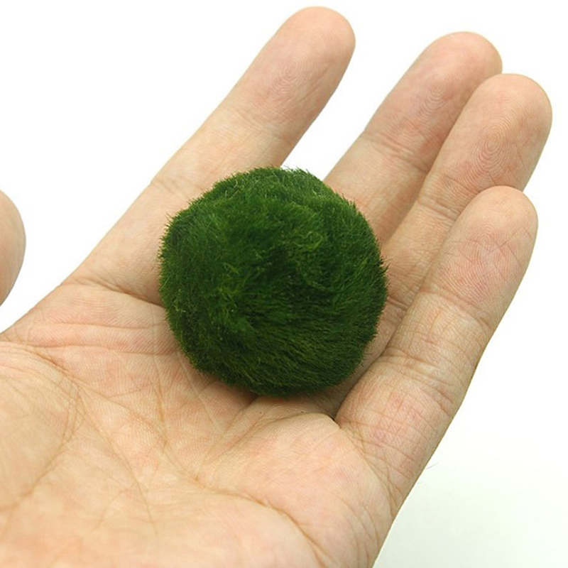 Шарики из мха Marimo, живое ак – обзор и цена Terrarium Moss Art